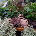 Pepiniere Des Grands Lacs Pepiniere A Biscarrosse 615271942 122152935716724459 5928664893915727761 N